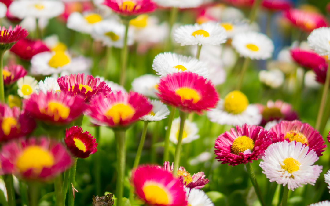 Invitation to the launch of Plymouth’s bid for gold! – Britain in Bloom 2023