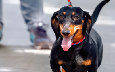 Be featured in our next round of doggy waterfront adventures videos
