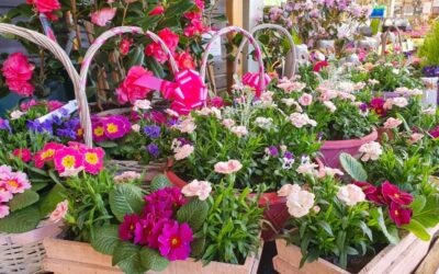 Britain in Bloom 2024 – Calling all businesses! Get ready, discount flowers and local prize offer too