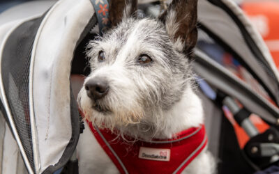 Treat all the family to a pawesome time at Seafest